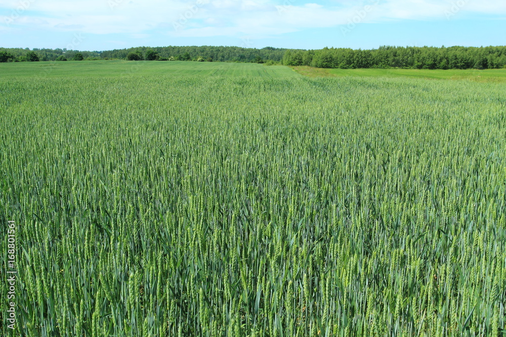 Young wheat field still green in the countryside