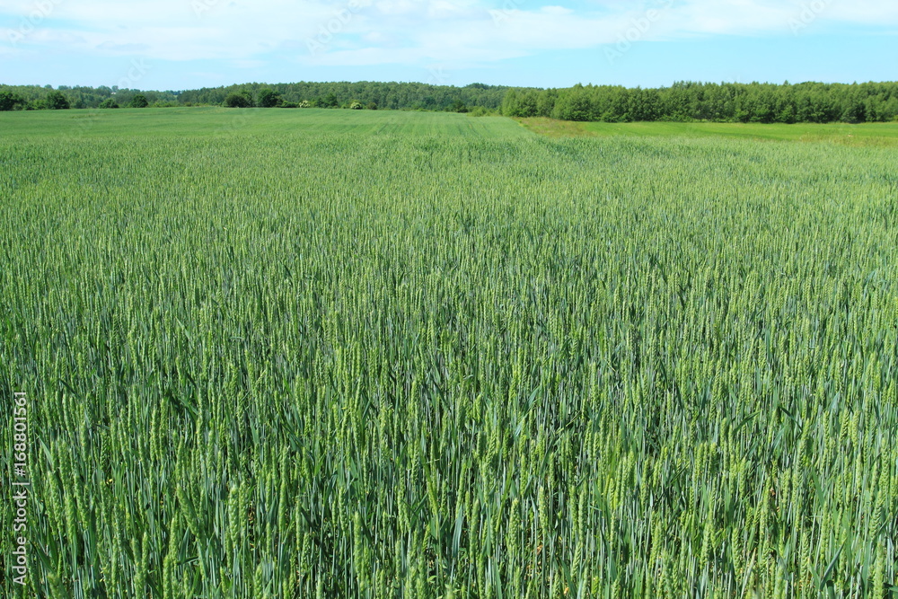 Young wheat field still green in the countryside Young wheat field still green in the countryside