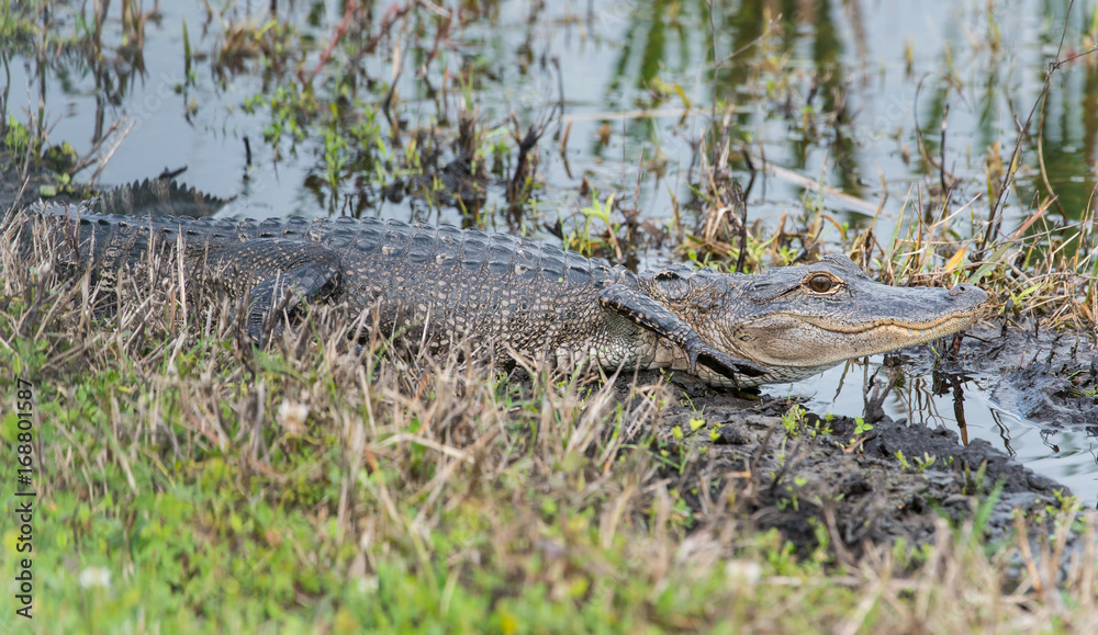 Florida gator Florida gator