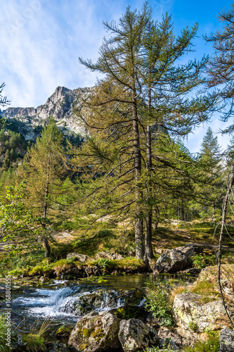 Larici photo