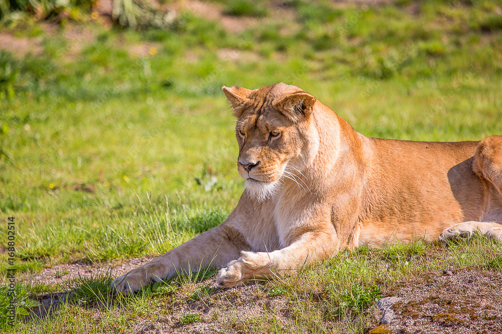 Lion Lion