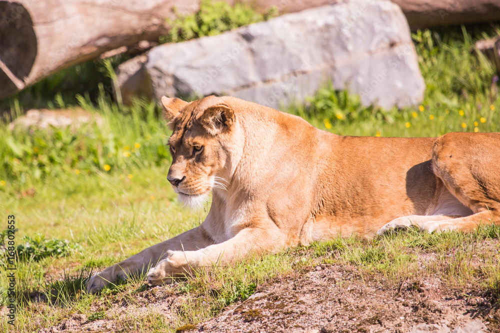 Fototapeta premium Lion