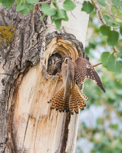 Quadro su tela Kestrel