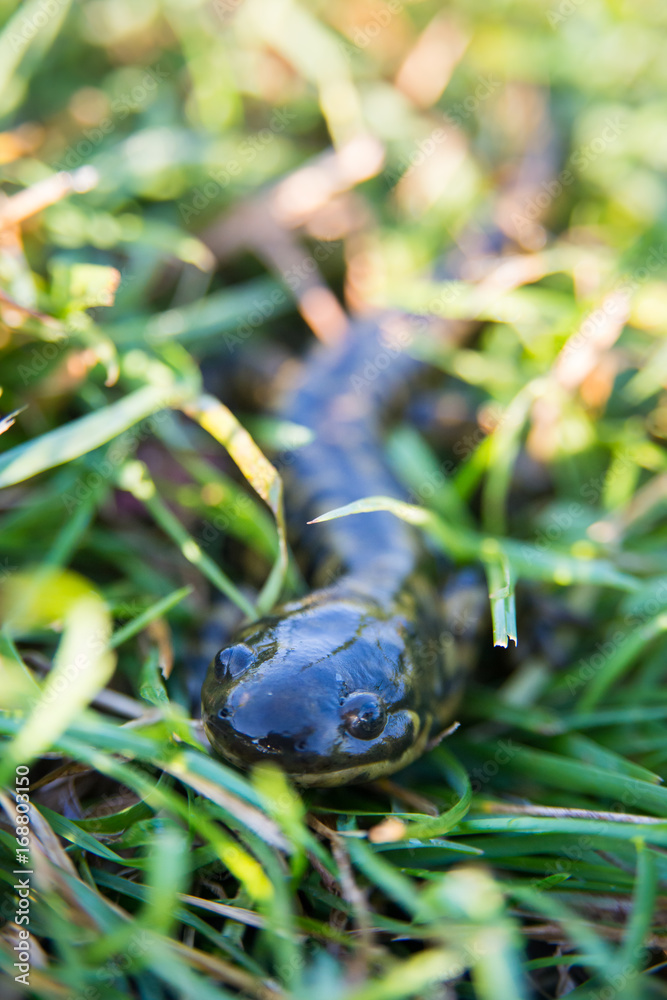 Obraz premium Salamander in Riding Mountain National Park