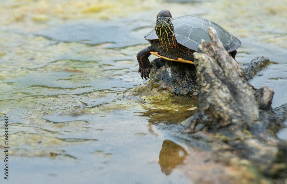 Turtle in Toronto Turtle in Toronto