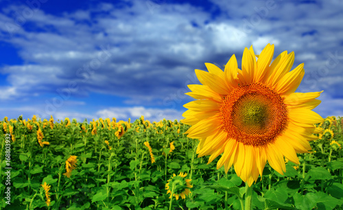 Beautiful sunflower against blue sky