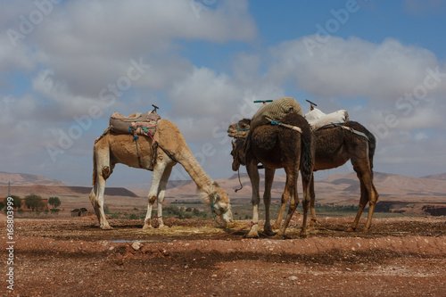 Dromedaries in Ait Benhaddou  Morocco