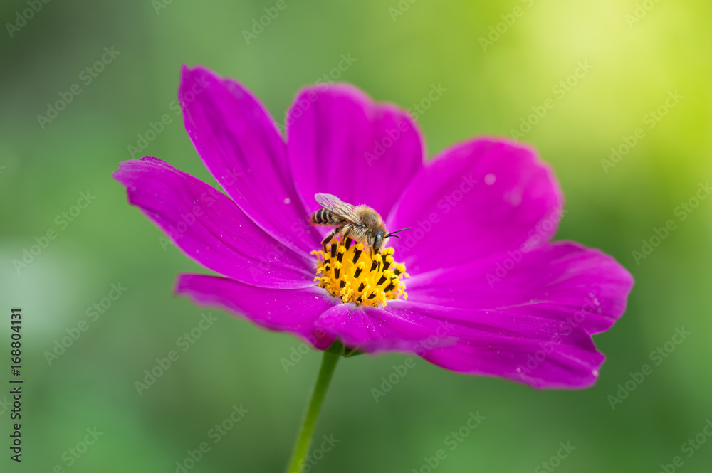 Bright purple flower with bee. Delicate flower space outdoors closeup. Macro bee. Bright purple flower with bee. Delicate flower space outdoors closeup. Macro bee.