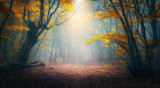 Fairy forest in fog. Fall woods. Enchanted autumn forest in fog in the morning. Old Tree. Landscape with trees, colorful orange and red foliage and blue fog. Nature background. Dark foggy forest