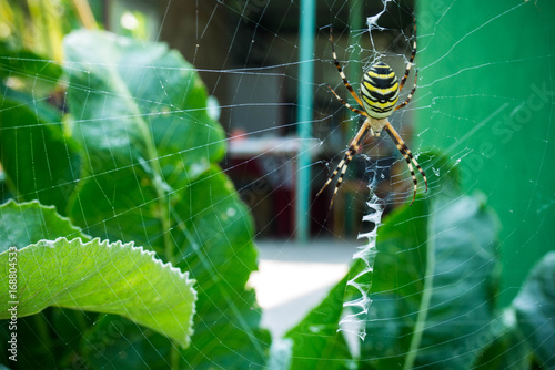 The photo of spider-wasps photo