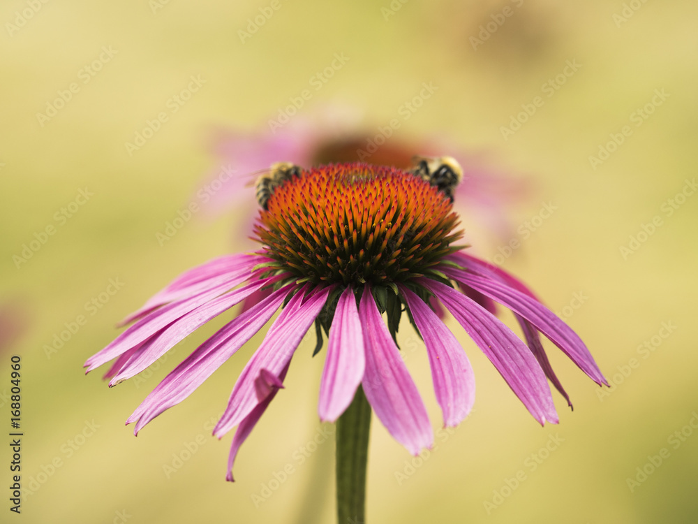 Two bees on a coneflower Two bees on a coneflower