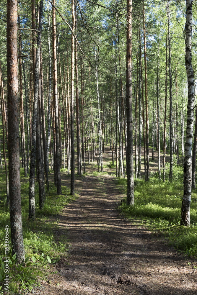 Summer wood, Belarus
