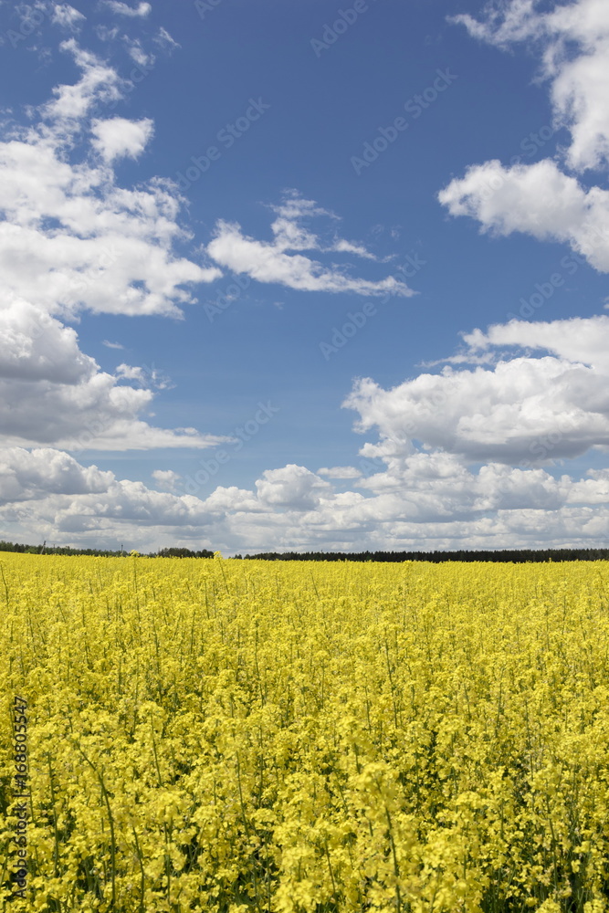 Rural landscape, the blossoming field of colza