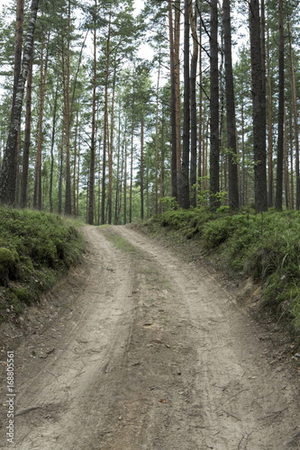 Road in the summer wood