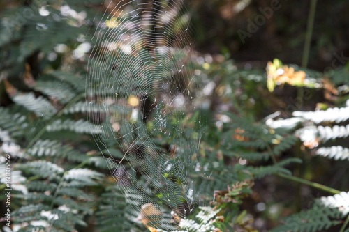 Spider web in the summer wood