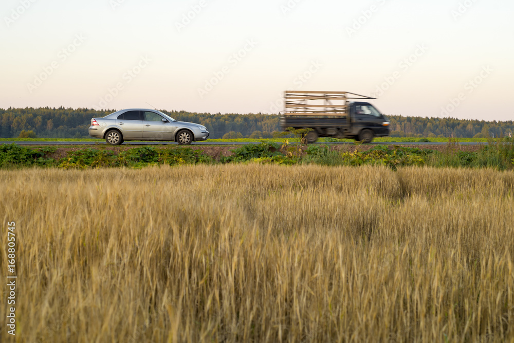 Rye grain harvest on rye field.