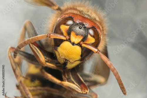 bee close-up on isolated background