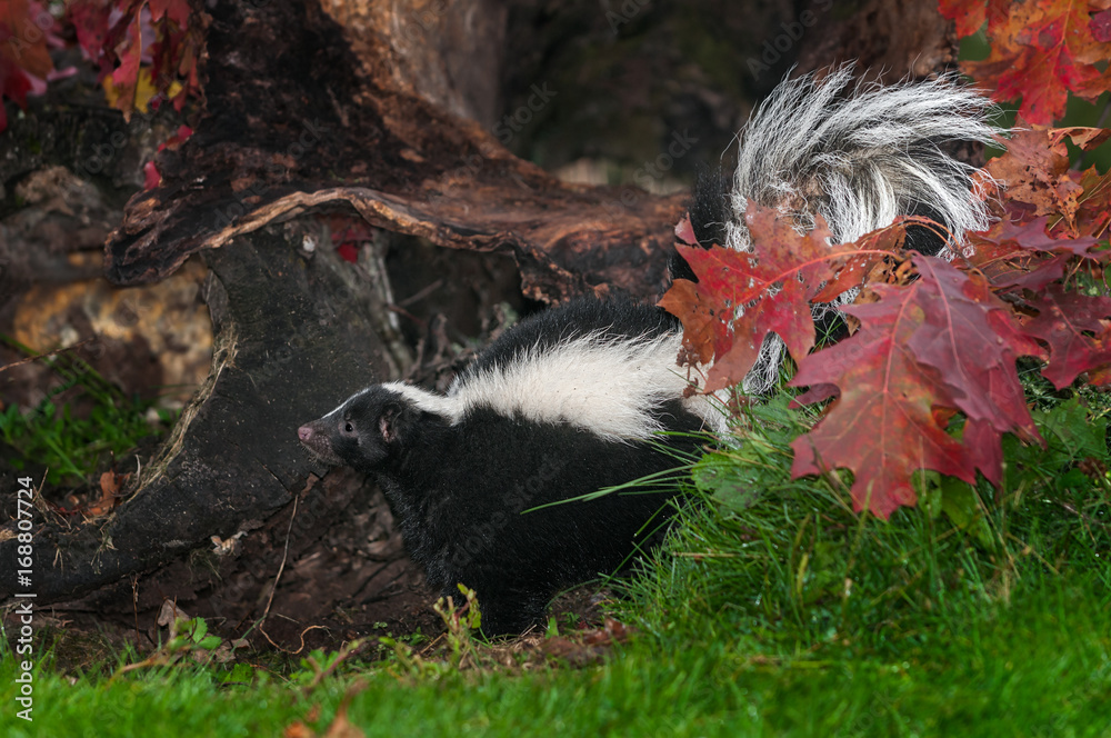 Naklejka premium Striped Skunk (Mephitis mephitis) in Leaves