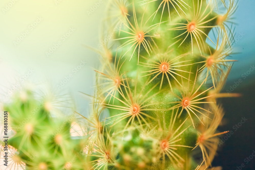 close up a small cactus, nature abstract background with effect filter. close up a small cactus, nature abstract background with effect filter.