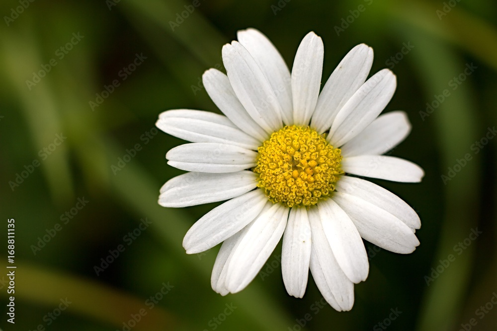 White daisy on dark green background. White daisy on dark green background.