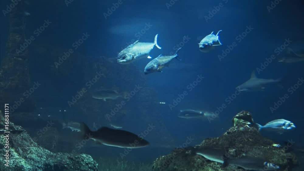 Beautiful fish oceanarium, deep underwater world panoramic view, different water animal species swimming in large Barcelona aquarium, sea scene view with natural light rays, shining through the water. Beautiful fish oceanarium, deep underwater world panoramic view, different water animal species swimming in large Barcelona aquarium, sea scene view with natural light rays, shining through the water.