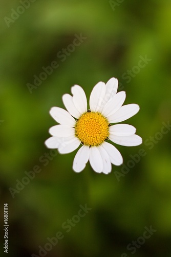 White flower Daisy on green background.