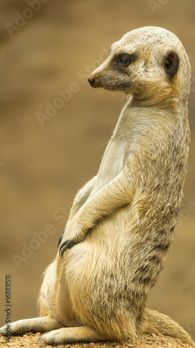 Meerkat © Justin