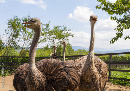 Four Ostrich in a Fenced Area on the Farm.
