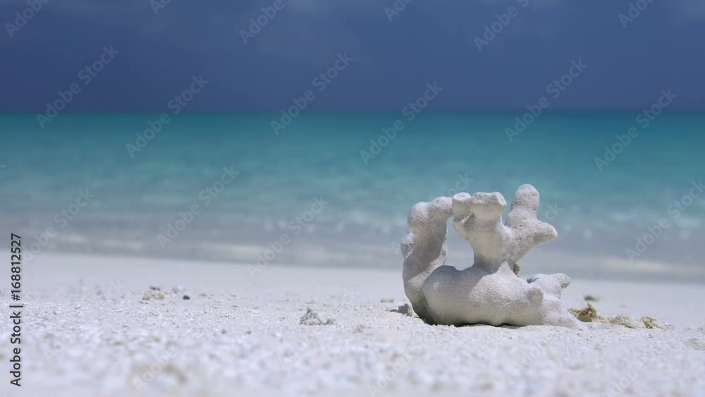 White coral on sandy Maldives beach with sea background, travel destination White coral on sandy Maldives beach with sea background, travel destination