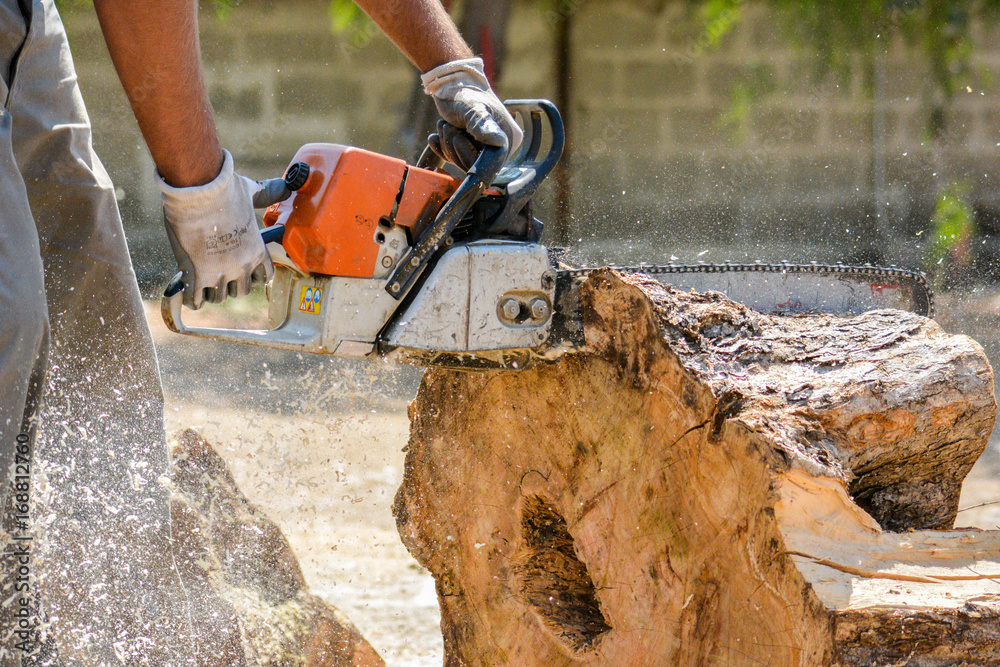 cutting woods in logs