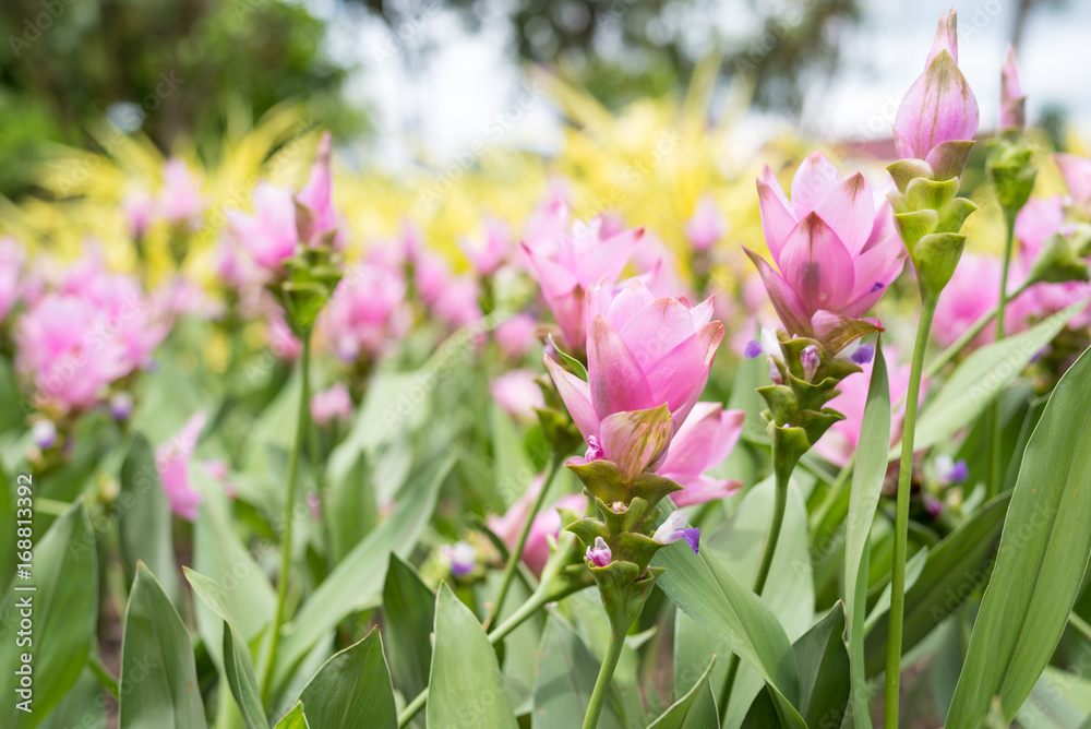 Obraz premium Siam Tulip blooming in the garden