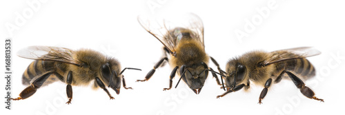 worker bees isolated on a white background © Vera Kuttelvaserova