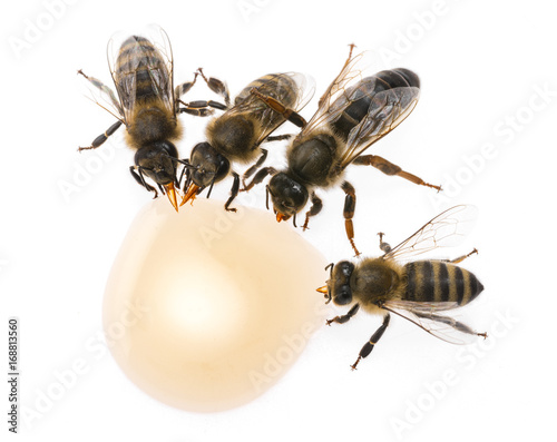bee queen - mother and bee workers (apis mellifera) are drinking honey © Vera Kuttelvaserova