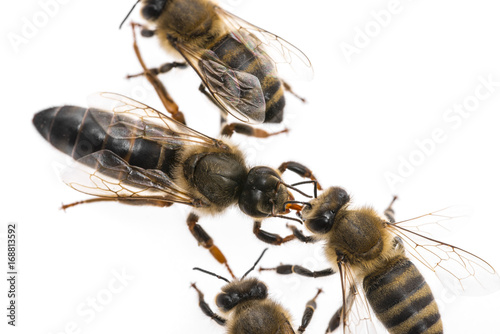 worker bee is feeding the queen (apis mellifera)