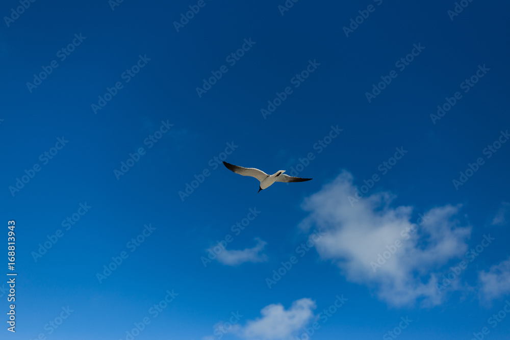 Seagull 1 Seagull 1
