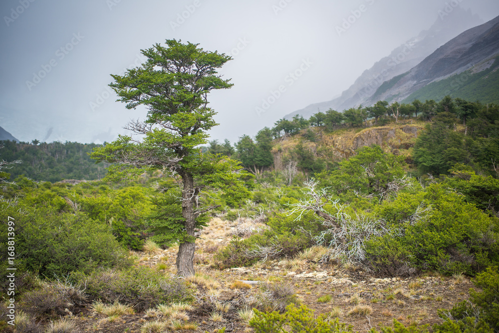 A tall tree against the background of the mountains in the fog. .Shevelev. A tall tree against the background of the mountains in the fog. .Shevelev.