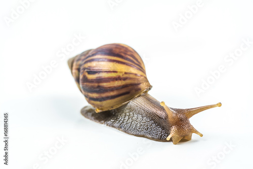 snails on white background