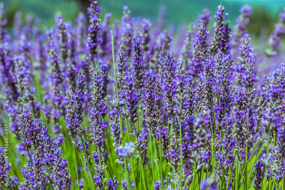 Selective focus of blooming Lavender plants at Selective focus of blooming Lavender plants at