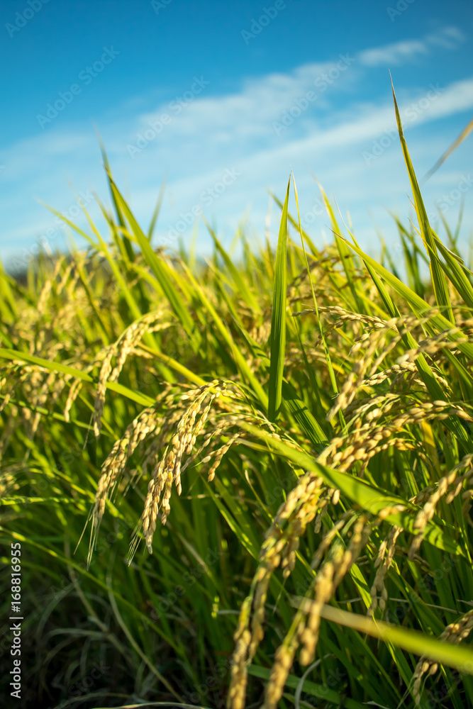Fototapeta premium The Green Rice Field bfore Cropping Hastushimo in Gifu, Japan