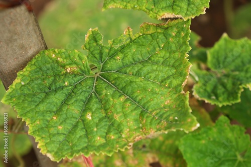 Southeast Michigan vegetable update - June 24, 2020 - Vegetables
