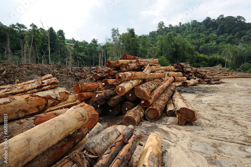Timber logs at forest near Sungai Siput town at Perak state in Malaysia.