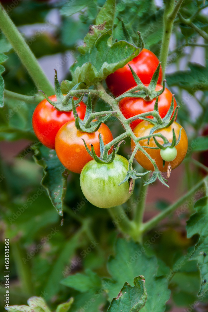 Tomatoes growing on the vine, ready to harvest