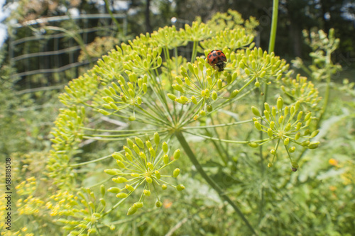 Ladybug on Dill Flower Head photo