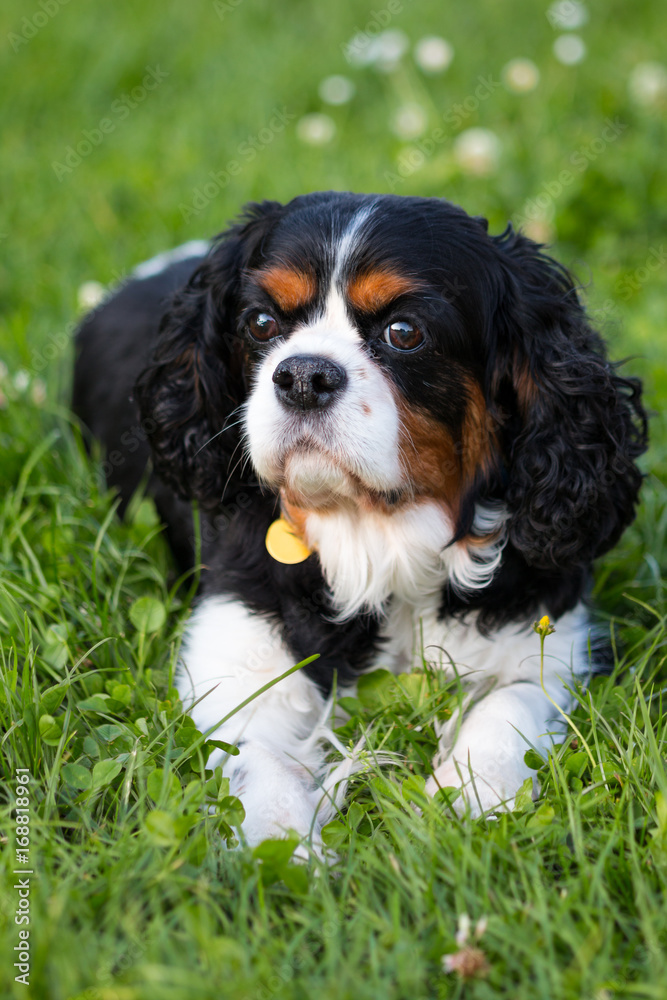 Cavalier King Charles spaniel laying on green grass in a park