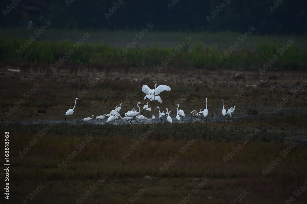 egrets egrets