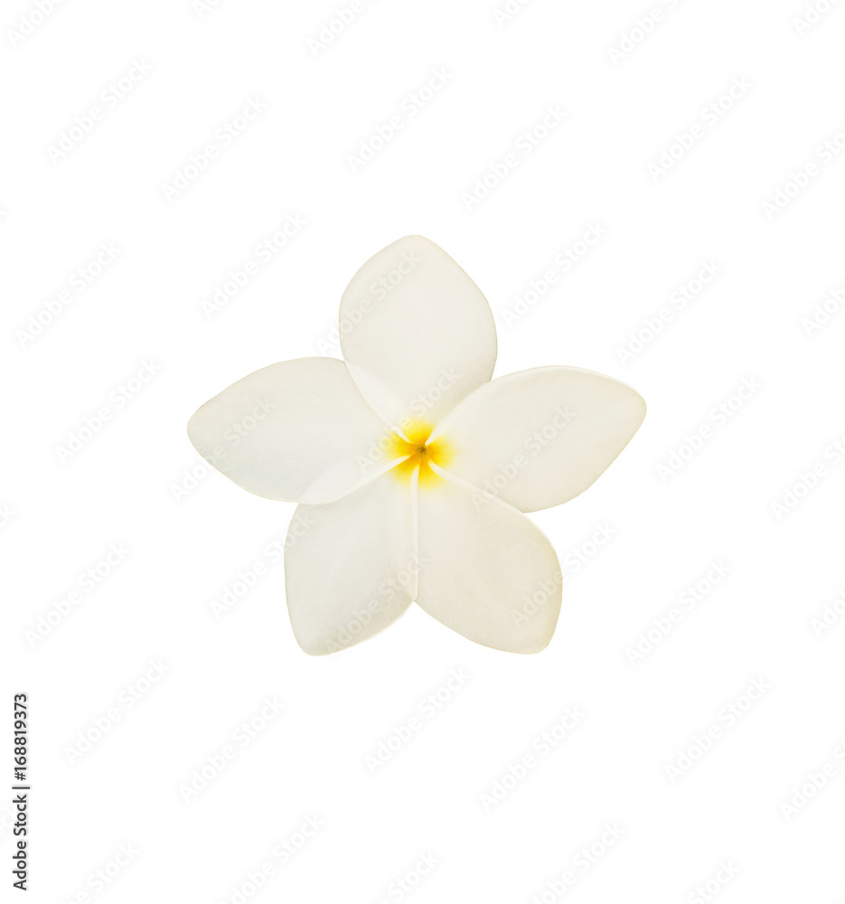 Fototapeta premium Tropical frangipani flower isolated on white background