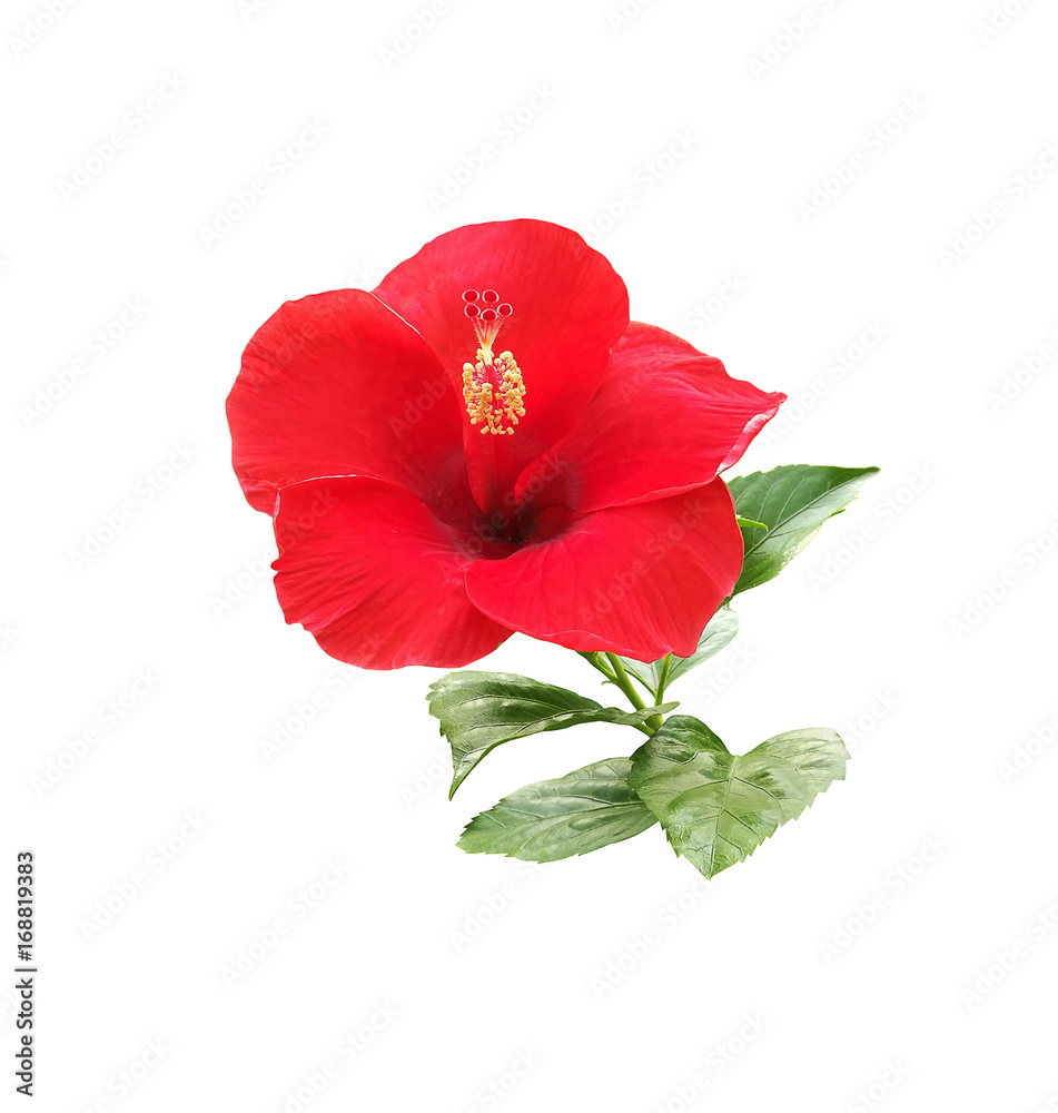 Hibiscus flower isolated on white background Hibiscus flower isolated on white background