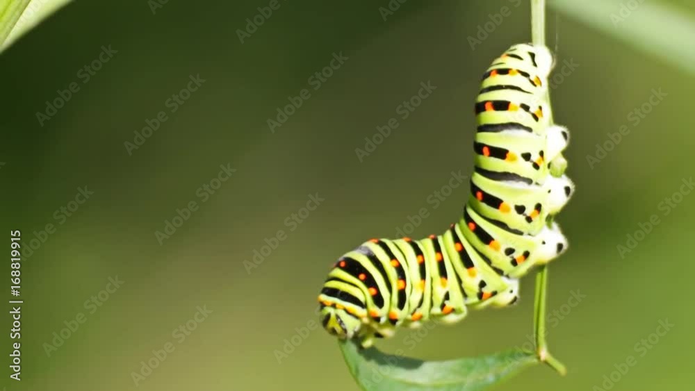 Swallowtail caterpillar eating the leaf of cow parsnip