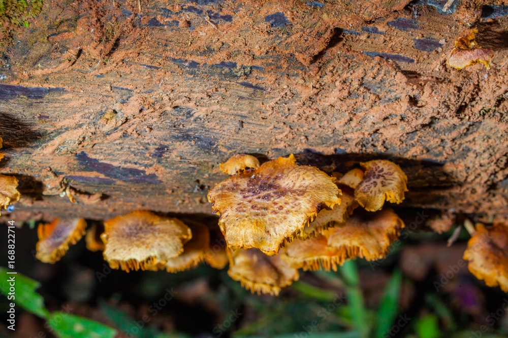 Mushrooms are born when after rain or in a moist place.