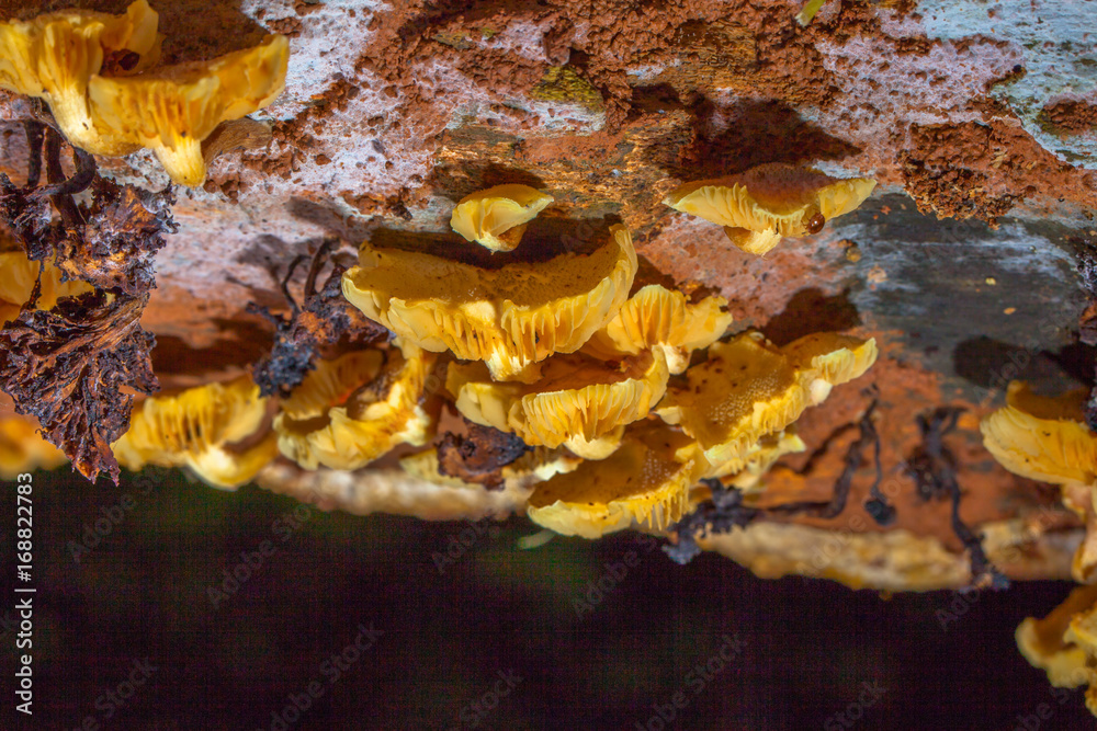 Mushrooms are born when after rain or in a moist place. Mushrooms are born when after rain or in a moist place.